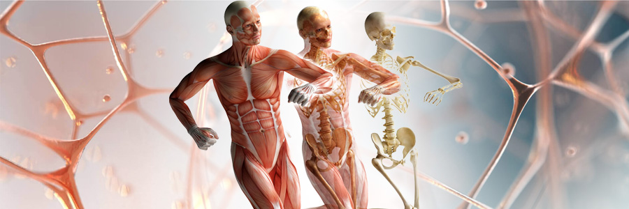 Fasya Nedir? Yoga Pratiğinde Fasya ve Myofascial Release